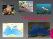 Чёрное море