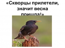 Презентация по окр миру Скворец