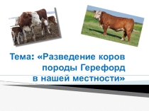 Презентация к научно-исследовательскому проекту Разведение Герефордов в нашей местности