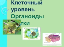 Презентация по биологии на тему Клеточный уровень. Органоиды клетки (9 класс)