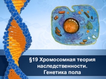 Презентация по биологии на тему Хромосомная теория (9 класс)
