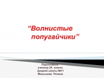 Презентация по теме: Домашние животные. Волнистые попугайчики