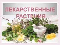 Презентация по окружающему миру на тему Лекарственные растения (1-4 классы)