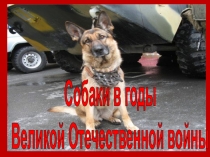 Собаки в годы Великой Отечественной ВОЙНЫ