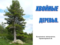 Хвойные деревья