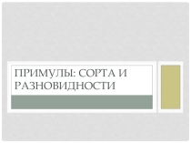 Примулы к занятию кружка Декоративные растения