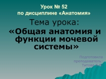 Презентация Общая анатомия и функции мочевой системы