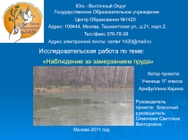 Презентация Наблюдение за замерзанием пруда