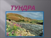 Презентация к уроку окружающего мира на тему Тундра.