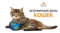 Презентация к внеклассному мероприятию на тему: Всемирный день кошек