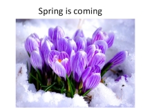 Презентация по английскому языку Spring is coming (6 класс)