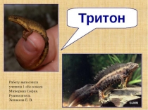 Презентация по окружающему миру на тему Земноводные. Тритоны (1 класс)