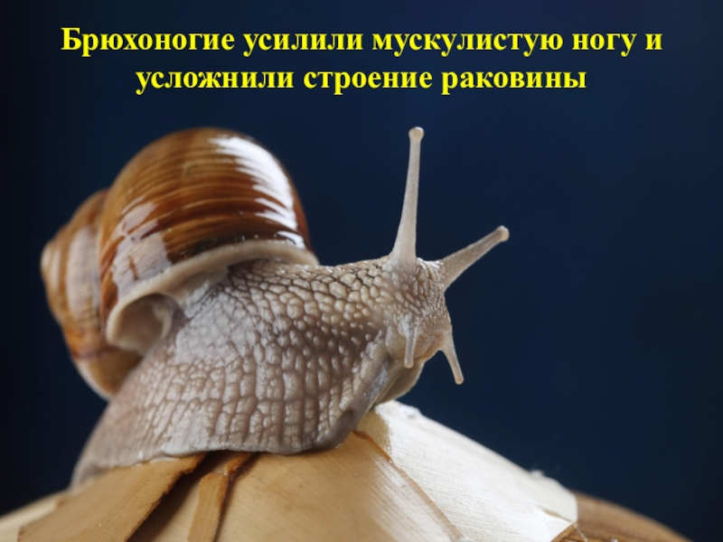 Презентация к уроку биологии 7 класс, ФГОС. Тема урока: Тип Моллюски Брюхоногие усилили мускулистую ногу и усложнили строение раковины Брюхоногие усилили мускулистую ногу и усложнили строение раковины
