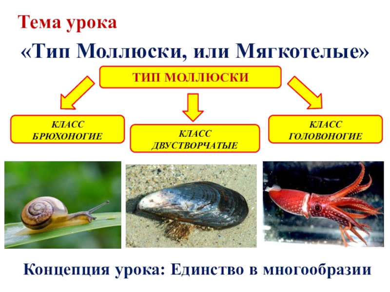Презентация к уроку биологии 7 класс, ФГОС. Тема урока: Тип Моллюски «Тип Моллюски, или Мягкотелые»Тема урокаКЛАСС БРЮХОНОГИЕКЛАСС ДВУСТВОРЧАТЫЕКЛАСС ГОЛОВОНОГИЕТИП МОЛЛЮСКИКонцепция урока: Единство в многообразии «Тип Моллюски, или Мягкотелые»Тема урокаКЛАСС БРЮХОНОГИЕКЛАСС ДВУСТВОРЧАТЫЕКЛАСС ГОЛОВОНОГИЕТИП МОЛЛЮСКИКонцепция урока: Единство в многообразии