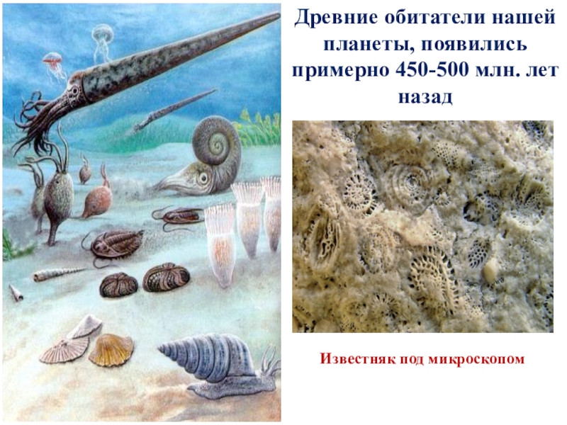 Презентация к уроку биологии 7 класс, ФГОС. Тема урока: Тип Моллюски Древние обитатели нашей планеты, появились примерно 450-500 млн. лет назадИзвестняк под микроскопом Древние обитатели нашей планеты, появились примерно 450-500 млн. лет назадИзвестняк под микроскопом