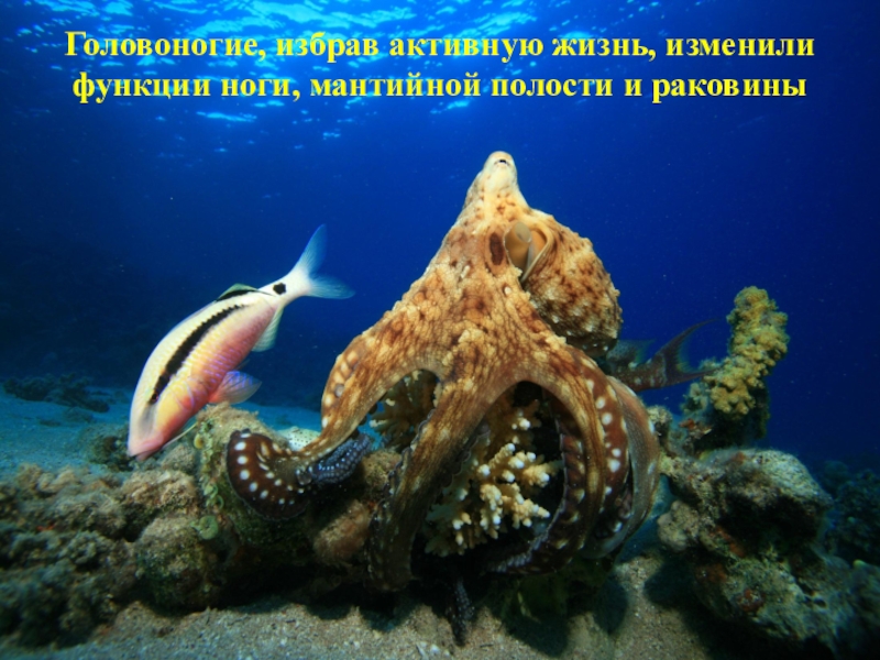 Презентация к уроку биологии 7 класс, ФГОС. Тема урока: Тип Моллюски Головоногие, избрав активную жизнь, изменили функции ноги, мантийной полости и раковины Головоногие, избрав активную жизнь, изменили функции ноги, мантийной полости и раковины