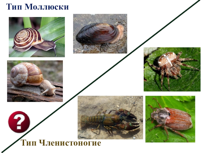Презентация к уроку биологии 7 класс, ФГОС. Тема урока: Тип Моллюски Тип ЧленистоногиеТип Моллюски Тип ЧленистоногиеТип Моллюски