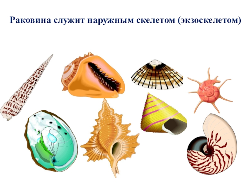 Презентация к уроку биологии 7 класс, ФГОС. Тема урока: Тип Моллюски Раковина служит наружным скелетом (экзоскелетом) Раковина служит наружным скелетом (экзоскелетом)