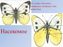 Презентация к уроку окружающего мира Насекомые