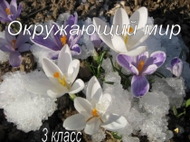 Презентация по окружающему миру на тему Почва (3 класс)