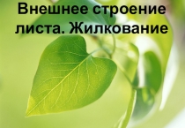 Презентация по биологии на тему Внешнее строение листа