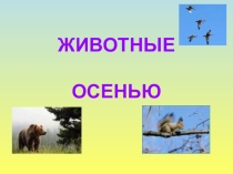 Презентация к уроку окр.мир. Животные осенью