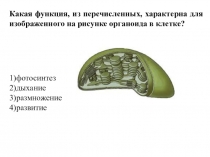 Презентация по биологии на тему Фотосинтез (10 класс)