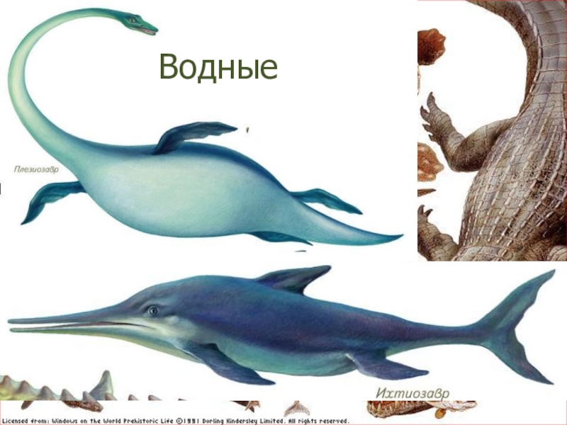 Презентация по биологии Древние пресмыкающиеся Водные Водные