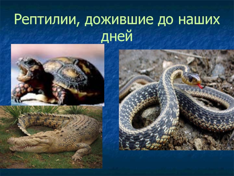 Презентация по биологии Древние пресмыкающиеся Рептилии, дожившие до наших дней Рептилии, дожившие до наших дней