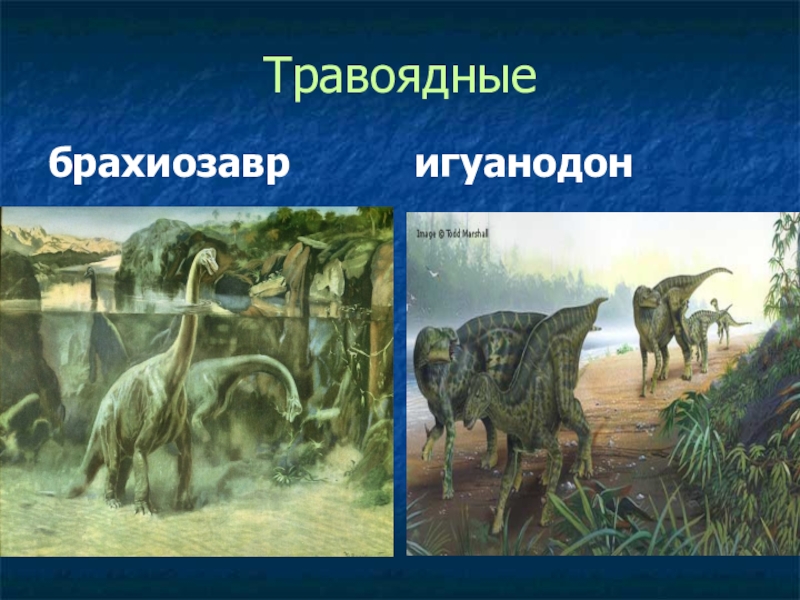 Презентация по биологии Древние пресмыкающиеся Травоядныебрахиозавригуанодон Травоядныебрахиозавригуанодон