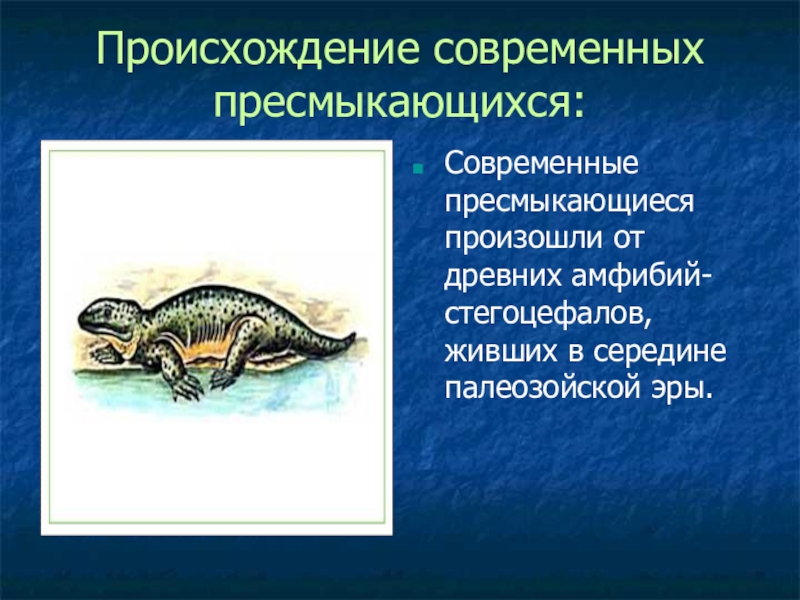 Презентация по биологии Древние пресмыкающиеся Происхождение современных пресмыкающихся:Современные пресмыкающиеся произошли от древних амфибий-стегоцефалов, живших в середине палеозойской эры. Происхождение современных пресмыкающихся:Современные пресмыкающиеся произошли от древних амфибий-стегоцефалов, живших в середине палеозойской эры.