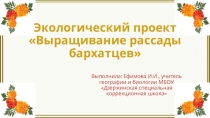 Экологический проект Выращивание бархатцев