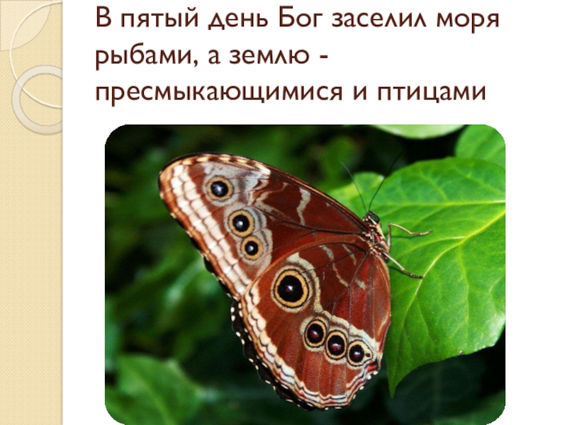 Презентация по Основам Православной культуры на тему Бог и человек в Православии ( 4 класс) В пятый день Бог заселил моря рыбами, а землю - пресмыкающимися и птицами В пятый день Бог заселил моря рыбами, а землю - пресмыкающимися и птицами