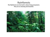 Презентация по английскому языку Rainforests (10 класс)