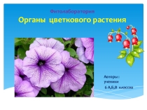 Презентация к обобщающему уроку по теме  Органы цветковых растений