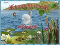 Презентация по окружающему миру на тему Жизнь в пресных водах (4 класс)