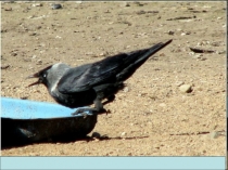 Презентация по русскому языку Обучающее изложение Умная галка ( 2 класс)