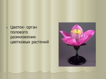 Презентация к уроку Строение цветка