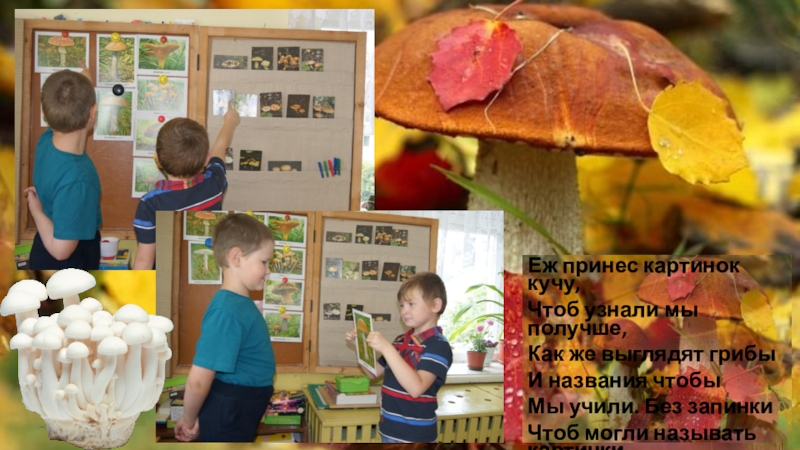 Проект Грибы в логопедической группе Еж принес картинок кучу,Чтоб узнали мы получше,Как же выглядят грибыИ названия Еж принес картинок кучу,Чтоб узнали мы получше,Как же выглядят грибыИ названия чтобыМы учили. Без запинкиЧтоб могли называть