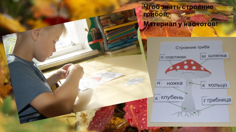 Проект Грибы в логопедической группе Чтоб знать строение грибов,Материал у нас готов! Чтоб знать строение грибов,Материал у нас готов!
