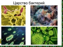 Презентация по биологии на тему Бактерии(5 класс)