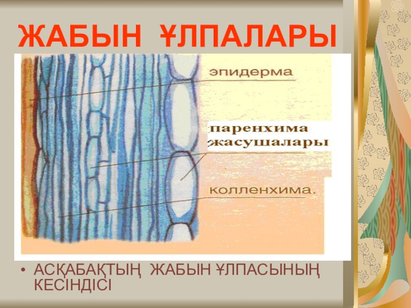 Презентация по биологии Өсімдік ұлпалары ЖАБЫН ҰЛПАЛАРЫАСҚАБАҚТЫҢ ЖАБЫН ҰЛПАСЫНЫҢ КЕСІНДІСІ ЖАБЫН ҰЛПАЛАРЫАСҚАБАҚТЫҢ ЖАБЫН ҰЛПАСЫНЫҢ КЕСІНДІСІ