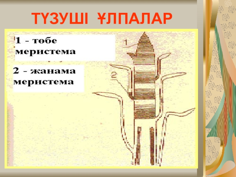 Презентация по биологии Өсімдік ұлпалары ТҮЗУШІ ҰЛПАЛАР ТҮЗУШІ ҰЛПАЛАР