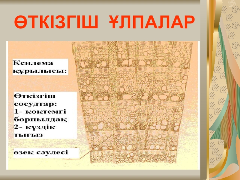 Презентация по биологии Өсімдік ұлпалары ӨТКІЗГІШ ҰЛПАЛАР ӨТКІЗГІШ ҰЛПАЛАР