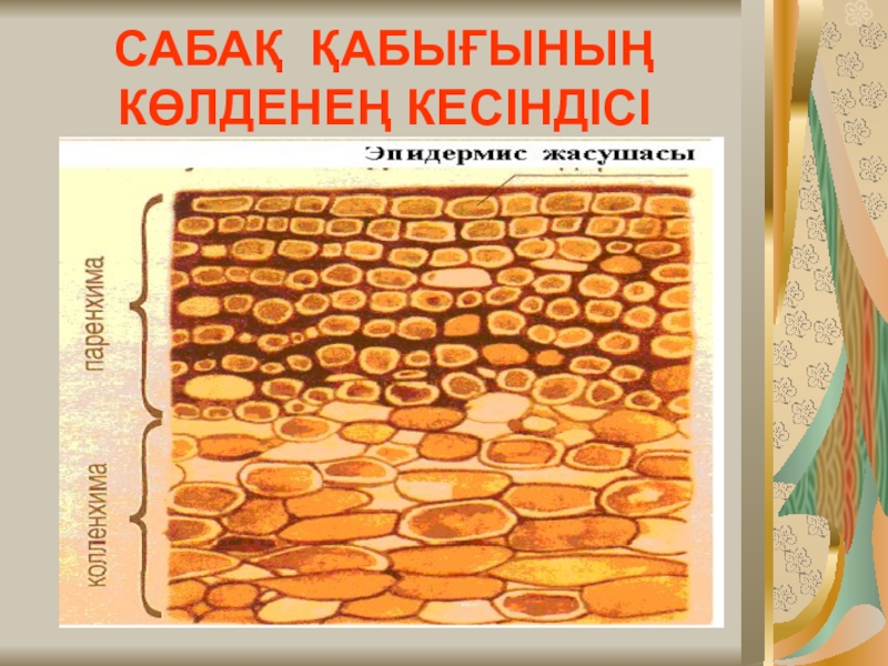 Презентация по биологии Өсімдік ұлпалары САБАҚ ҚАБЫҒЫНЫҢ КӨЛДЕНЕҢ КЕСІНДІСІ САБАҚ ҚАБЫҒЫНЫҢ КӨЛДЕНЕҢ КЕСІНДІСІ