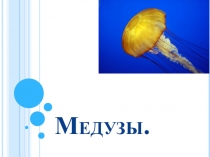 Презентация по биологии на тему Медузы