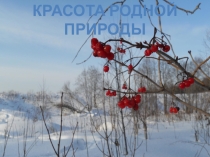 Красота родной природы