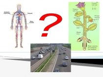 Презентация для 8 класса Круги кровообращения