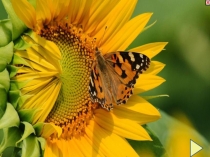 Презентация внеурочного интегрированного занятия по биологии и физике Полна загадок чудесница-природа (8класс)