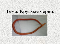 Презентация по биологии на тему Круглые черви